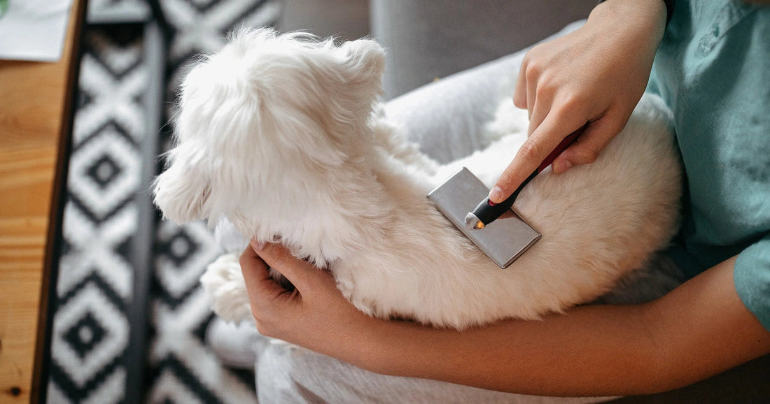 Dog Hygiene Accessories: Keep Your Pup Clean, Healthy & Happy