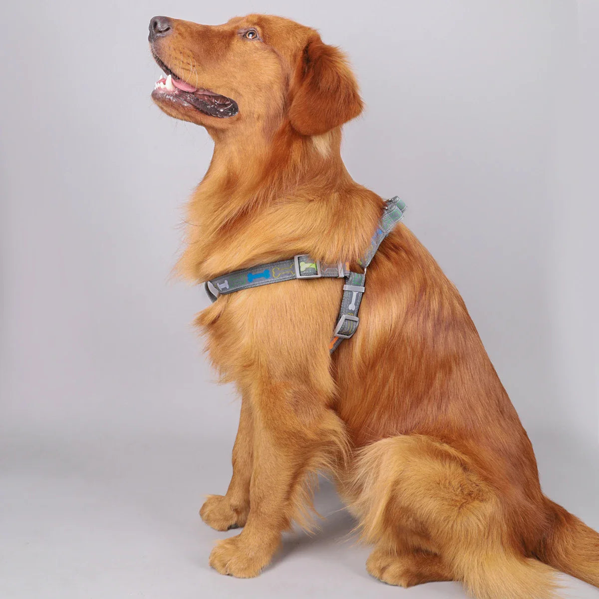 Pet Harness & Leashes